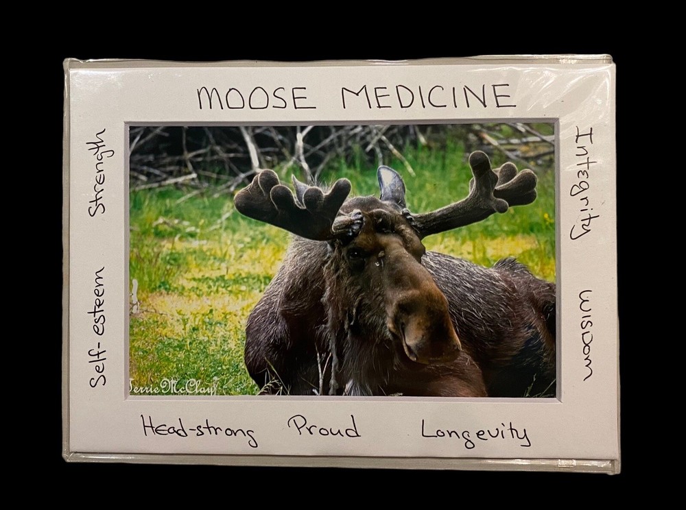 Moose Medicine Card Signed Original 5×7 Photo Great Gift See Photo & Read