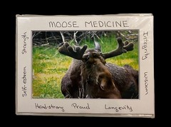 Moose Medicine Card Signed Original 5×7 Photo Great Gift See Photo & Read