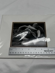 ANSEL ADAMS Art Photo ROSE and DRIFTWOOD 1932 4 X6 Print Matted 8 X 10