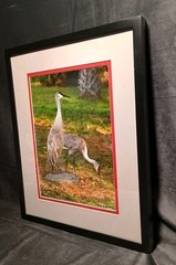 Sandhill Crane Art Photography NANCY C. MORELAND 17 X 21″