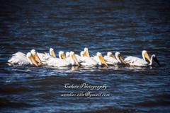 Landscape photograph «Winter Pelicans» Calvin Chen signed (50 Megapixels)