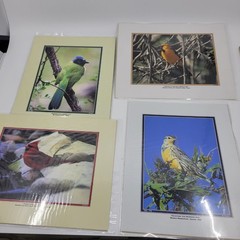 PHOTOGRAPHY Art Prints Lot 4 Vintage BIrds Birding Nature Photos – HW026