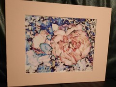Matted Photograph: Rose Whispers