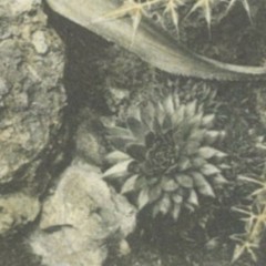 Vintage Lg Garden, Pineapple, Cactus Photo Print Repro. Print, Neutral Colors