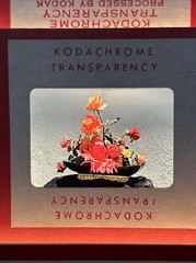 Kodachrome Red Border Lot Of 40 1950’s Still Life Flowers 35mm Color Slides