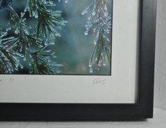 Icy Pines 1 of 50 Framed and Matted Under Glass Signed Photograph