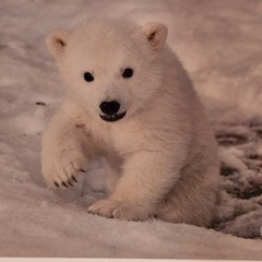 (3)Signed Tom Soucek Polar Bear Cub Photograph Anchorage Alaska (2) Walker/Bushu