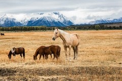 Western Photography Print – Picture of Palomino Horse in Grand Tetons