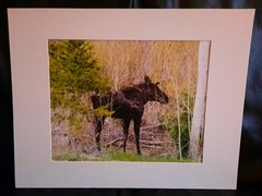 Matted Photograph: Mindful Moose