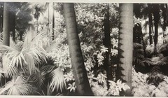 Original GEIR JORDAHL ‘Botanical Gardens Melbourne Australia’ Plants PHOTOGRAPH
