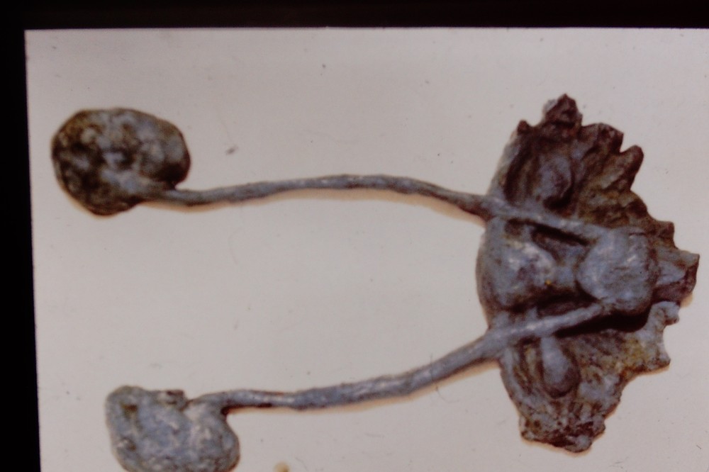 Vintage Art History 35mm Glass Slide Kiki Smith URO-GENITAL SYSTEM 1986
