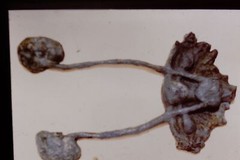 Vintage Art History 35mm Glass Slide Kiki Smith URO-GENITAL SYSTEM 1986