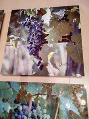 Lot of 4 Fine Art Photography On Metal – Signed RETAILS $175 EA – Vineyard Theme