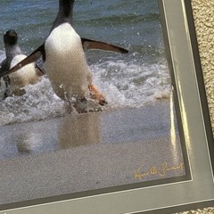 Lot Of 3 Kjell B Sandved Photograph Posters Bald Eagle Wild Horses Penguins