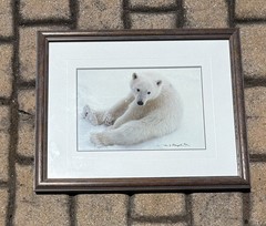 Thomas Mangelsen, Snowflake–Polar Bear Cub, Signed, Numbered Out of Print