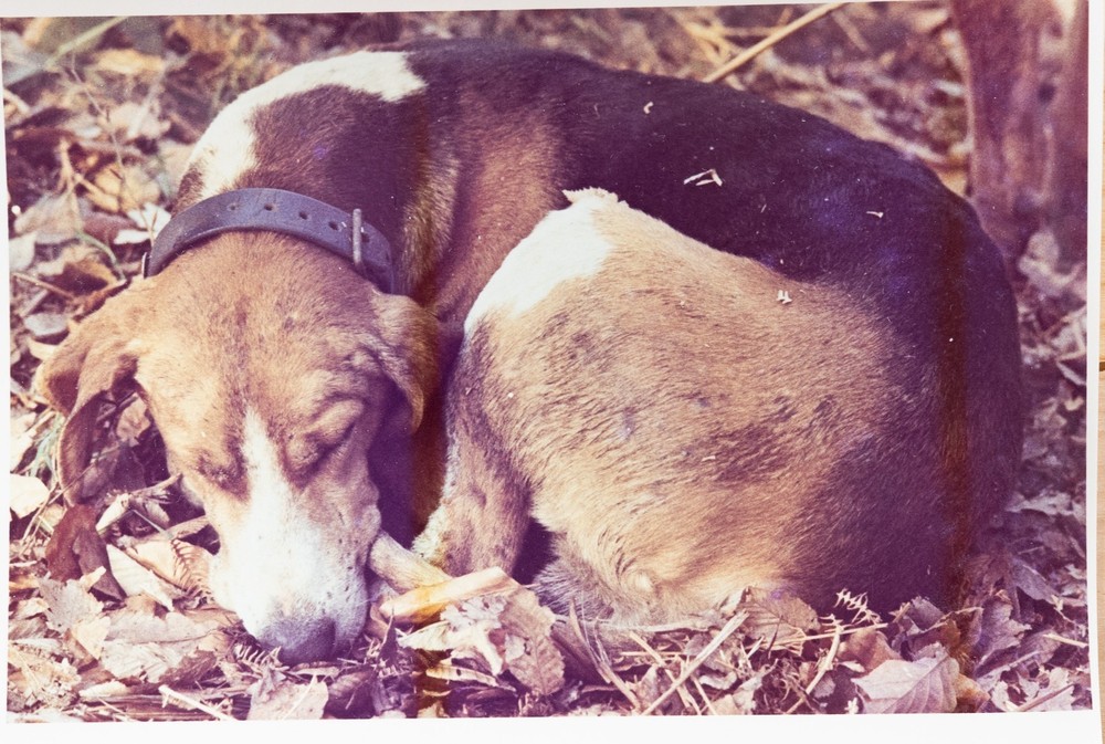 Vintage Photo Hunting Hounds Horse Dog France 10x15cm 1970