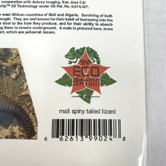 Mali Spiny Tailed Lizard Reptile 3D Photograph Art Phantom Image Barry Rothstein