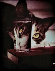 1963 Nina Leen «The LIFE Picture Collection» Cat Peering into Glass, COA 15×12