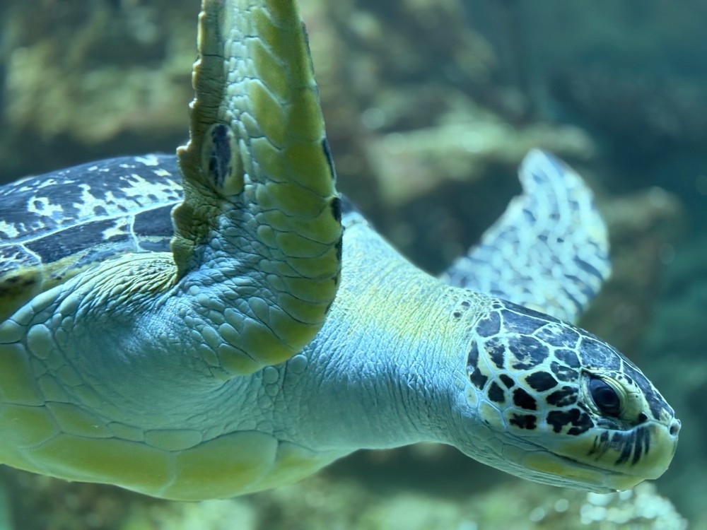 Vienna Sea Turtle Photograph Print 📸 Vinyl Sticker or Regular Glossy 5×7