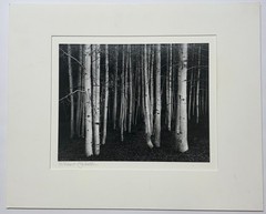 Original JOHN SEXTON ‘Aspens Dusk Conway Summit CALIFORNIA’ Signed PHOTOGRAPH