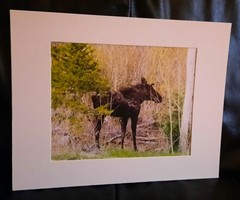 Matted Photograph: Mindful Moose