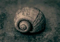 KELLY WILLIAM WRIGHT Still Life Apple Snail Shell Original Zen Signed Photo Art
