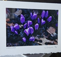 Vintage Blank Photo Greeting Cards Juanda Clay photography Nature Themes