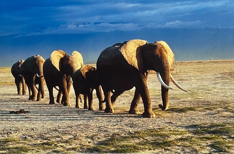 Thomas D. Mangelsen’s “The Long Journey” Limited Edition Signed Photo #293/1200