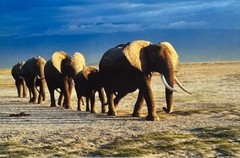 Thomas D. Mangelsen’s “The Long Journey” Limited Edition Signed Photo #293/1200