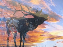 11″ x 14″ Matted Original Nature Photo Titled: «Sunset Elk» On Semi-Gloss Paper