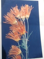 LOT 3 ORIGINAL COLOR PHOTOGRAPHS OF PLANTS FLOWERS SPECIES 14.5 X 10.25 INCHES