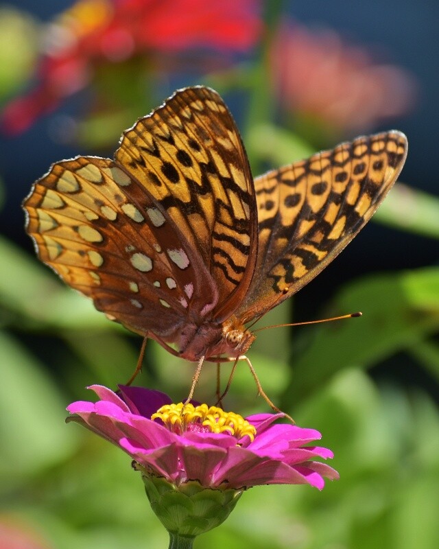 Art Photograph 8×10 Great Spangled Fritillary Butterfly Artist Signed