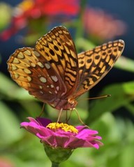 Art Photograph 8×10 Great Spangled Fritillary Butterfly Artist Signed