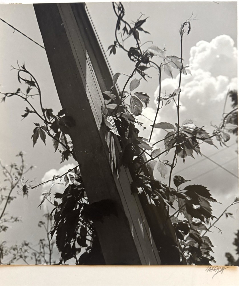 Vtg 1940s Black White Fine Art Photograph Virginia Creeper Nature Study Signed