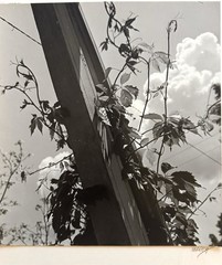 Vtg 1940s Black White Fine Art Photograph Virginia Creeper Nature Study Signed