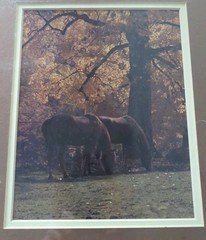 Springer Photography Fall Scene With 2 Brown Horses Matted Wrapped In Plastic
