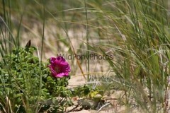 Flowers Photo, Pick One Image – Various Sizes