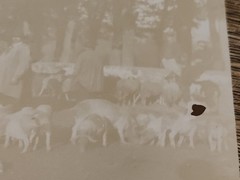 Saint Saturnin le Barry Aveyron Pig Fair Antique Photos Original Print Sepia