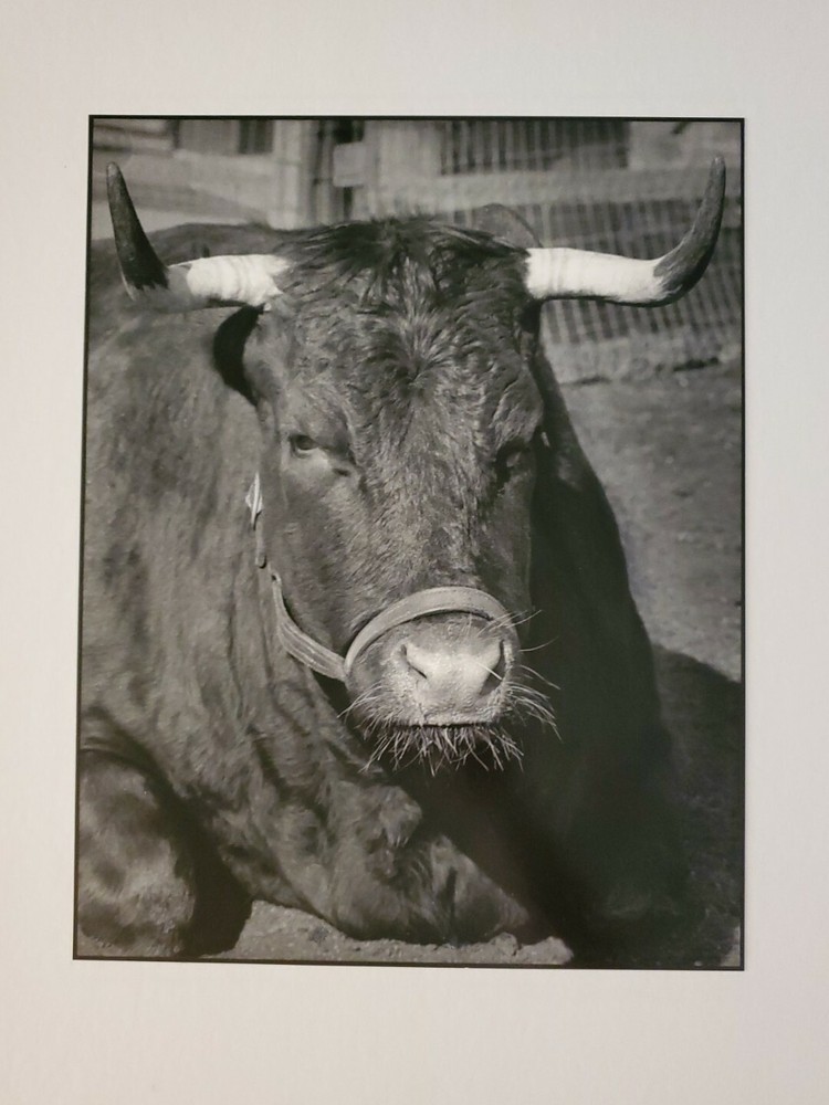 PORTRAIT OF BESS LG ORIGINAL SIGNED ART PHOTO B&W STETTNER VTG MATTE NJ CAMERA