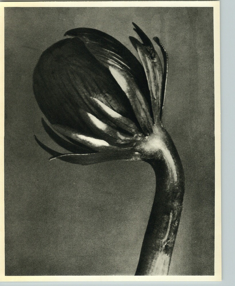 1942 Original BOTANICAL PLANT Winter Aconite Flower Photo Art KARL BLOSSFELDT