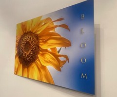 Sunflower «Bloom» Original Signed / Framed Photograph 8×12