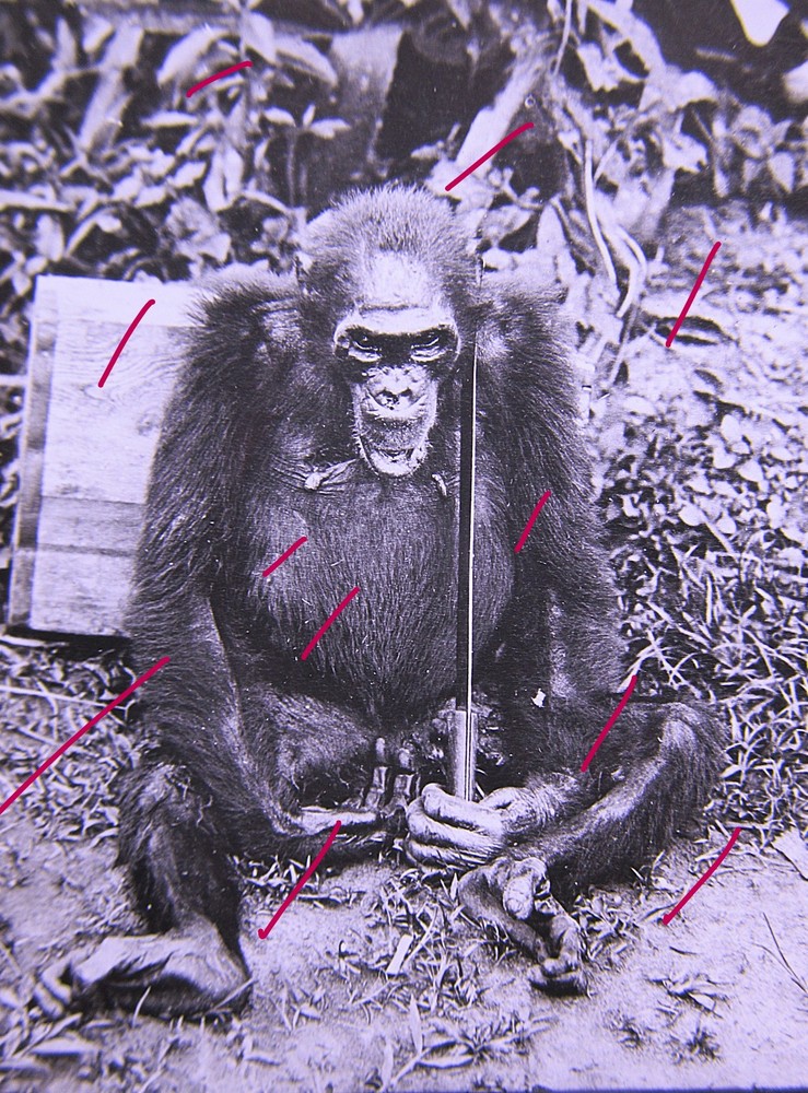 Gorilla Monkey Oranguta Quirky Circa 1920 Historic Glass Picture
