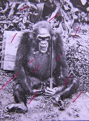Gorilla Monkey Oranguta Quirky Circa 1920 Historic Glass Picture