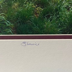 Signed Sherrill Photo Print «The Welcome Tree» Huangshan China Yellow Mountain