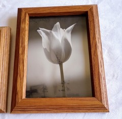 Lot4 Framed Black & White Flower Photos Tulip Rose Bleeding Heart Columbine 6×8″