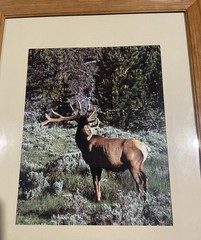 Vintage Deer In Velvet Made In USA Wood Framed Wildlife Photography Print