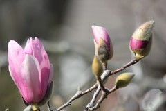 Japanese Magnolia Digital Background | Spring Floral Backdrop | High‑Res- 000