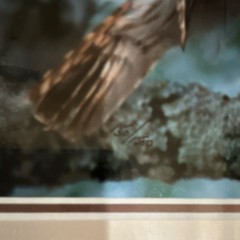 Thomas Mangelsen “Owl” signed numbered framed color photo