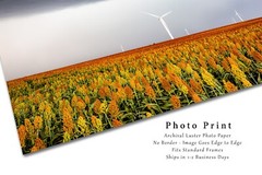 Sorghum Field Photography Print: Kansas, Farm, Wind Turbines, Picture, Photo