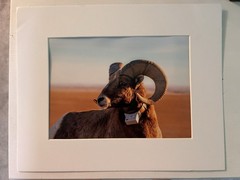 5”x7” Bighorn Sheep Print With Photo Mat